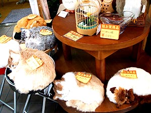 大阪のショップの猫
